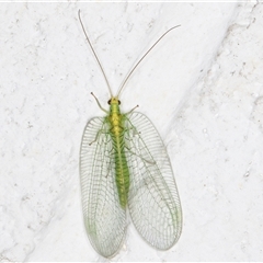 Nothancyla verreauxi (A Green Lacewing (with wide wings)) at Melba, ACT - 24 Nov 2024 by kasiaaus