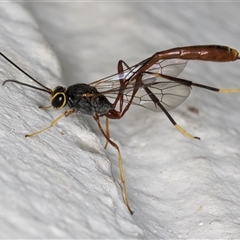 Ichneumonidae (family) (Unidentified ichneumon wasp) at Melba, ACT - 24 Nov 2024 by kasiaaus