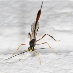 Ichneumonidae (family) at Melba, ACT - 24 Nov 2024 11:07 PM