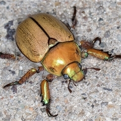 Anoplognathus suturalis (Centreline Christmas beetle) at Melba, ACT - 24 Nov 2024 by kasiaaus