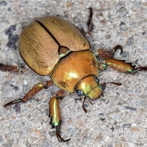 Anoplognathus suturalis at Melba, ACT - 24 Nov 2024