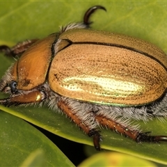 Anoplognathus suturalis at Melba, ACT - 24 Nov 2024