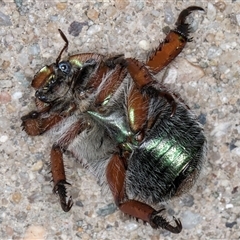 Anoplognathus suturalis at Melba, ACT - 24 Nov 2024