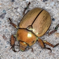 Anoplognathus suturalis at Melba, ACT - 24 Nov 2024