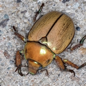 Anoplognathus suturalis at Melba, ACT - 24 Nov 2024