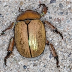 Anoplognathus suturalis at Melba, ACT - 24 Nov 2024 11:11 PM