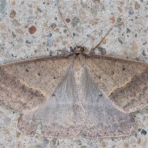 Epidesmia tryxaria (Neat Epidesmia) at Melba, ACT by kasiaaus