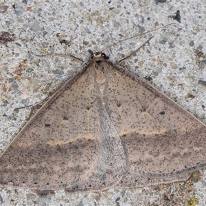 Epidesmia tryxaria at Melba, ACT - 24 Nov 2024 11:11 PM