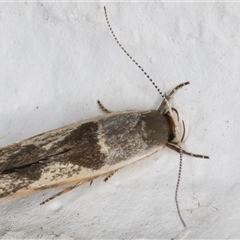 Stathmopoda megathyma at Melba, ACT - 24 Nov 2024 11:14 PM