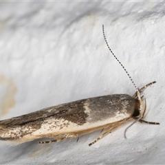 Stathmopoda megathyma at Melba, ACT - 24 Nov 2024 11:14 PM