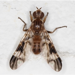 Cardiacera sp. (genus) at Melba, ACT - 24 Nov 2024