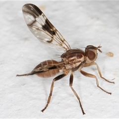 Cardiacera sp. (genus) at Melba, ACT - 24 Nov 2024