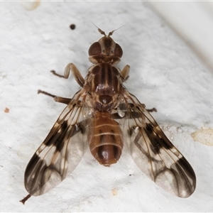 Cardiacera sp. (genus) at Melba, ACT - 24 Nov 2024