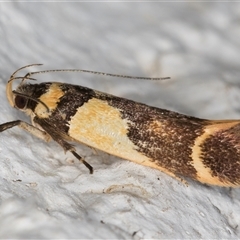 Macrobathra chrysotoxa (A cosmet moth) at Melba, ACT - 24 Nov 2024 by kasiaaus