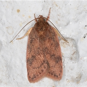 Oligoloba severa at Melba, ACT - 24 Nov 2024 11:16 PM