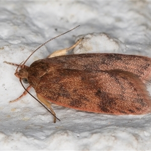 Oligoloba severa at Melba, ACT - 24 Nov 2024 11:16 PM