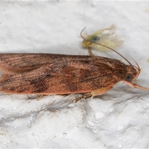 Oligoloba severa at Melba, ACT - 24 Nov 2024 11:16 PM