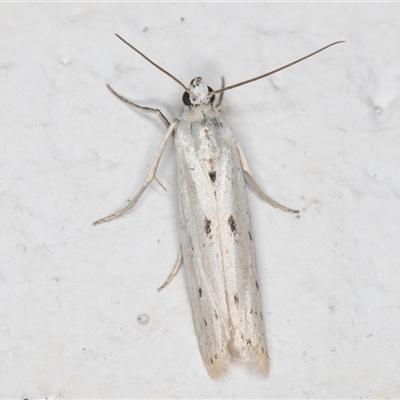 Phycitodes melanosticta (A Pyralid moth (Phycitinae) at Melba, ACT - 24 Nov 2024 by kasiaaus