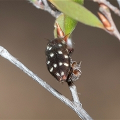 Diphucrania duodecimmaculata (12-spot jewel beetle) at Denman Prospect, ACT - 25 Nov 2024 by AlisonMilton