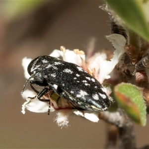 Diphucrania sp. (genus) at Denman Prospect, ACT - 25 Nov 2024