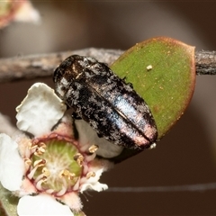 Diphucrania sp. (genus) at Denman Prospect, ACT - 25 Nov 2024