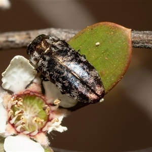 Diphucrania sp. (genus) at Denman Prospect, ACT - 25 Nov 2024