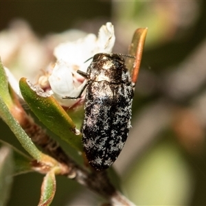 Diphucrania sp. (genus) at Denman Prospect, ACT - 25 Nov 2024