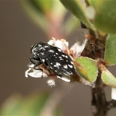 Diphucrania sp. (genus) at Denman Prospect, ACT - 25 Nov 2024