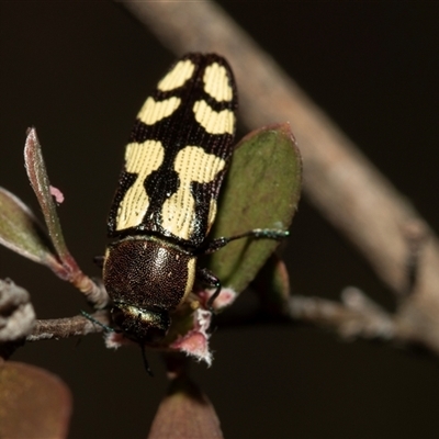 Castiarina decemmaculata (Ten-spot Jewel Beetle) at Denman Prospect, ACT - 25 Nov 2024 by AlisonMilton