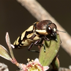 Castiarina decemmaculata at Denman Prospect, ACT - 25 Nov 2024