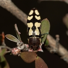 Castiarina decemmaculata at Denman Prospect, ACT - 25 Nov 2024