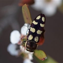 Castiarina decemmaculata (Ten-spot Jewel Beetle) at Denman Prospect, ACT - 25 Nov 2024 by AlisonMilton