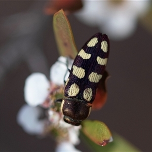 Castiarina decemmaculata at Denman Prospect, ACT - 25 Nov 2024 04:26 PM