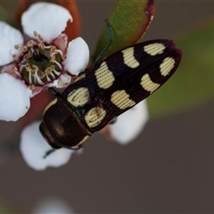 Castiarina decemmaculata at Denman Prospect, ACT - 25 Nov 2024