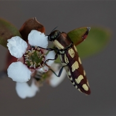 Castiarina decemmaculata at Denman Prospect, ACT - 25 Nov 2024