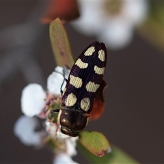 Castiarina decemmaculata at Denman Prospect, ACT - 25 Nov 2024 04:26 PM