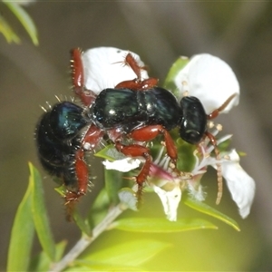 Diamma bicolor (Blue ant, Bluebottle ant) at Bredbo, NSW by Harrisi