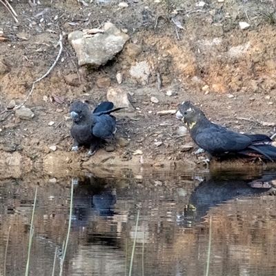 Calyptorhynchus lathami lathami (Glossy Black-Cockatoo) at Penrose, NSW - 3 May 2020 by Aussiegall