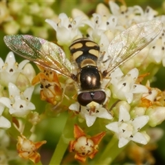 Simosyrphus grandicornis (Common hover fly) at Freshwater Creek, VIC - 22 Nov 2024 by WendyEM