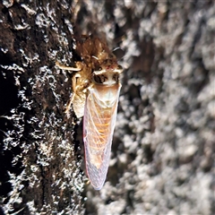 Unverified Cicada (Hemiptera, Cicadoidea) at Higgins, ACT - 25 Nov 2024 by Untidy