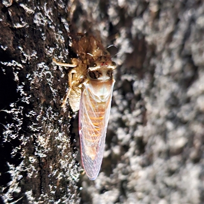 Unverified Cicada (Hemiptera, Cicadoidea) at Higgins, ACT - 25 Nov 2024 by Untidy
