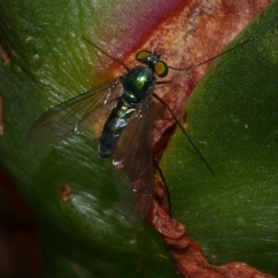 Sciapodinae (subfamily) (A long-legged fly) at Freshwater Creek, VIC - 21 Nov 2024 by WendyEM