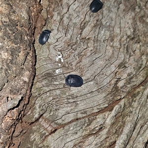 Pterohelaeus sp. (genus) at Higgins, ACT - 24 Nov 2024