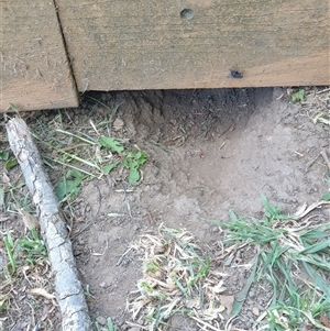 Oryctolagus cuniculus at Ainslie, ACT - 10 Nov 2024