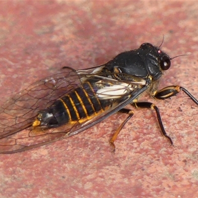 Yoyetta hunterorum (Sydney Treetop Ticker) at Braemar, NSW - 25 Nov 2024 by Curiosity