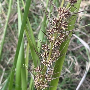 Lomandra longifolia at Bookham, NSW - 25 Nov 2024