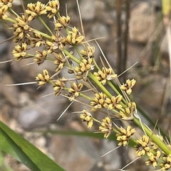 Lomandra longifolia at Bookham, NSW - 25 Nov 2024