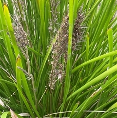 Lomandra longifolia at Bookham, NSW - 25 Nov 2024