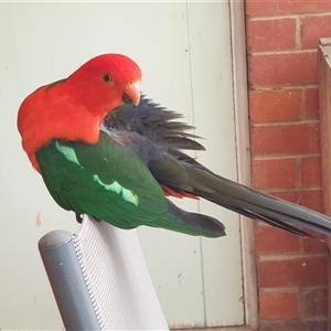 Alisterus scapularis (Australian King-Parrot) at Ainslie, ACT by Jeanette