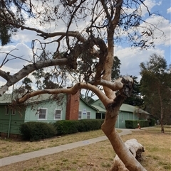 Eucalyptus sp. (A Gum Tree) at Ainslie, ACT - 21 Nov 2024 by Jeanette